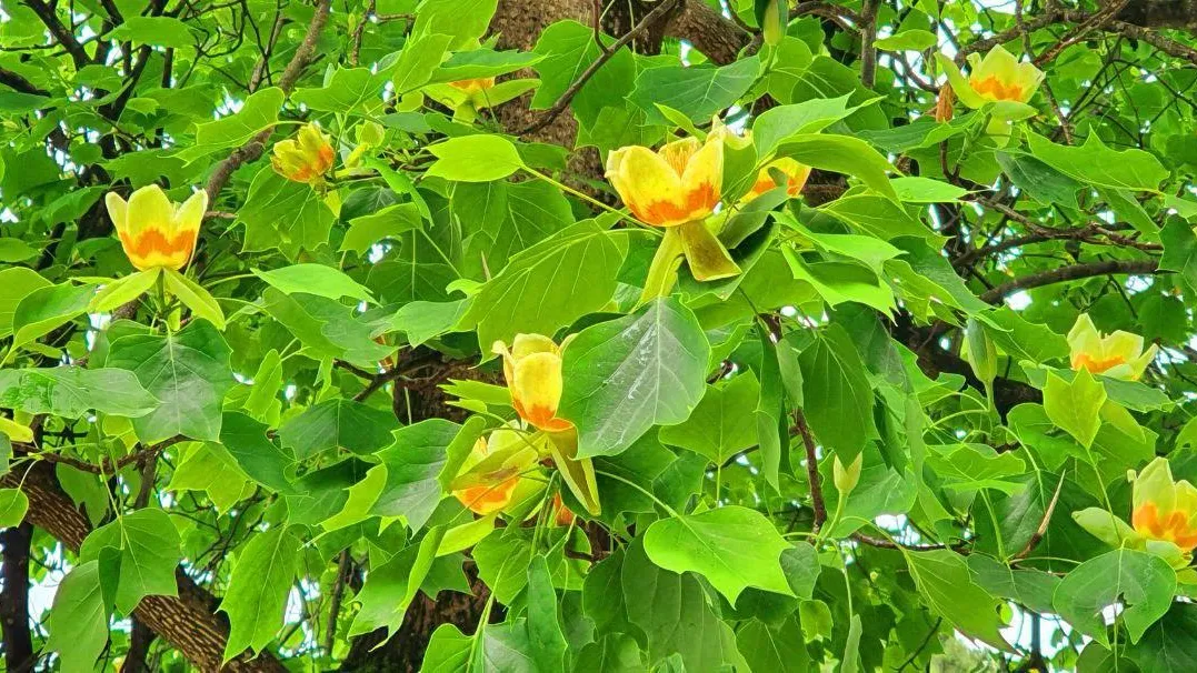 Дендропарк «Южные культуры»