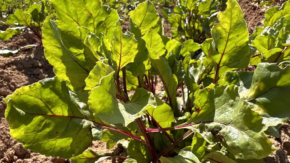 Фото: МедиаБанк Подмосковья/Мария Петрова