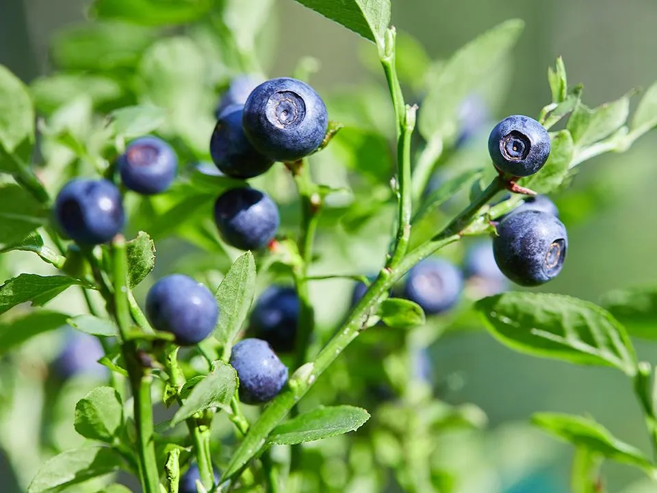 Фото: istockphoto.com