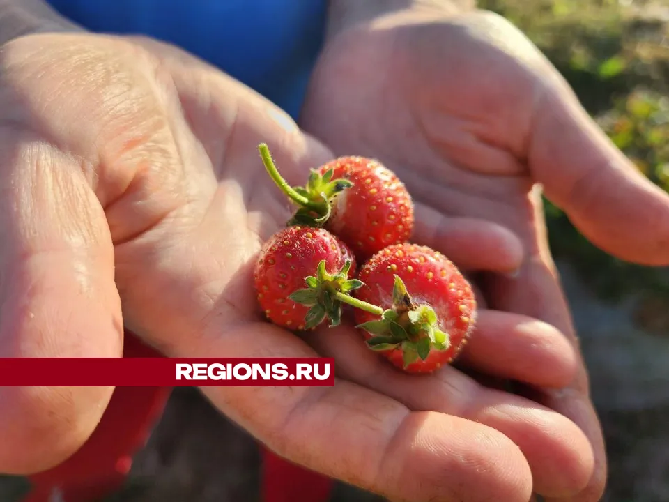 REGIONS/Яна Шаливская