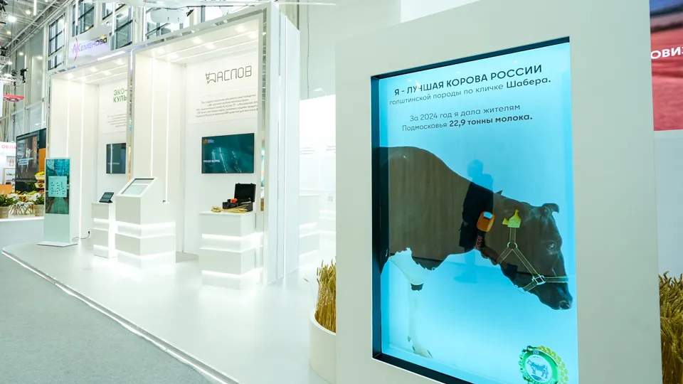 Шабера из Воскресенска - лучшая корова России. Фото: пресс-служба губернатора и правительства Московской области/Александра Степанова