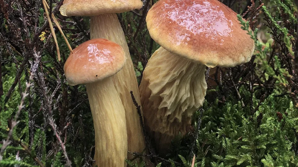 Фото: сommons.wikimedia/Barbara Rybicka