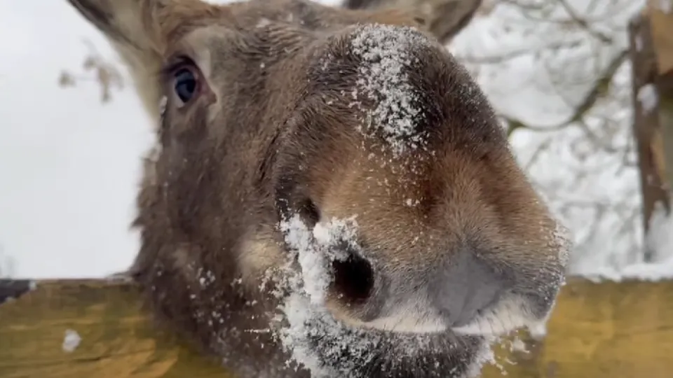 Фото: t.me/elk_island_national_park