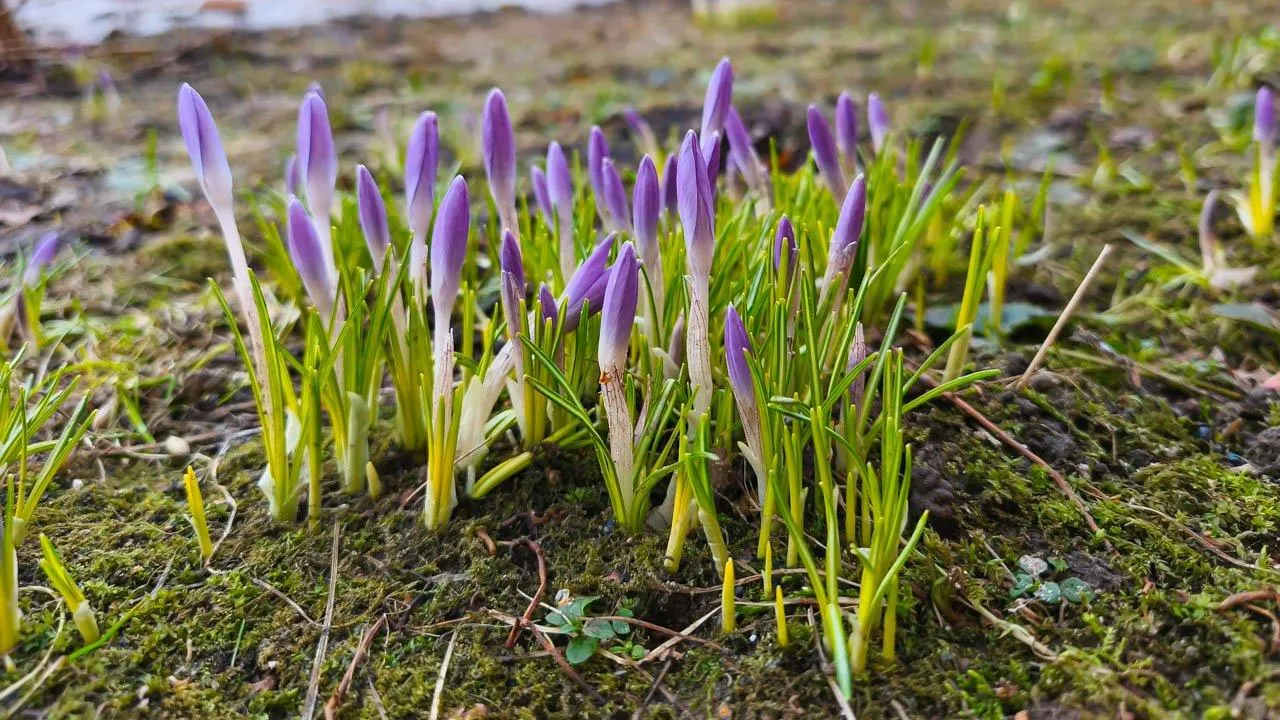 REGIONS/Анастасия Широкая