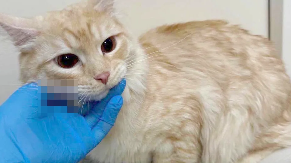 Фото: Министерство сельского хозяйства и продовольствия Московской области