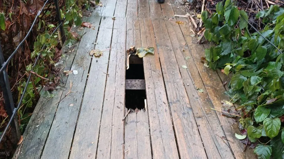 Фото: Территориальный отдел Снегири / Telegram