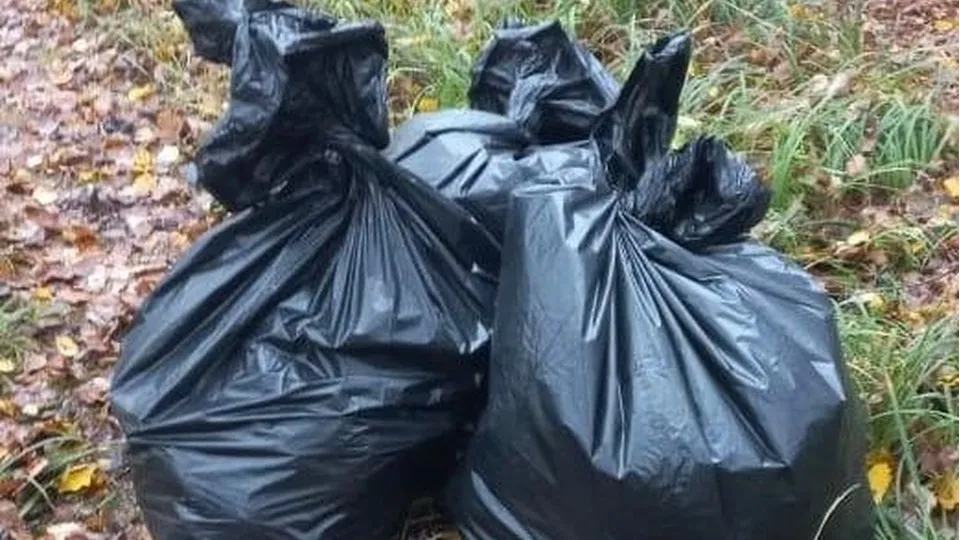 Фото: Комитет лесного хозяйства МО