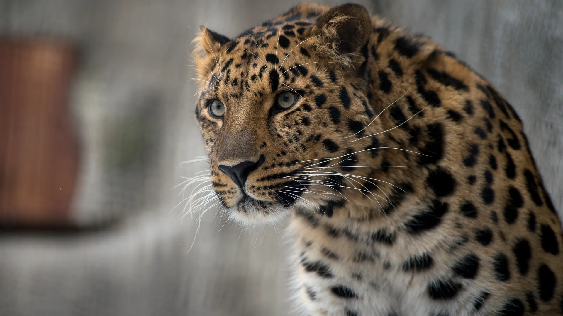 Дальневосточный леопард в Московском зоопарке