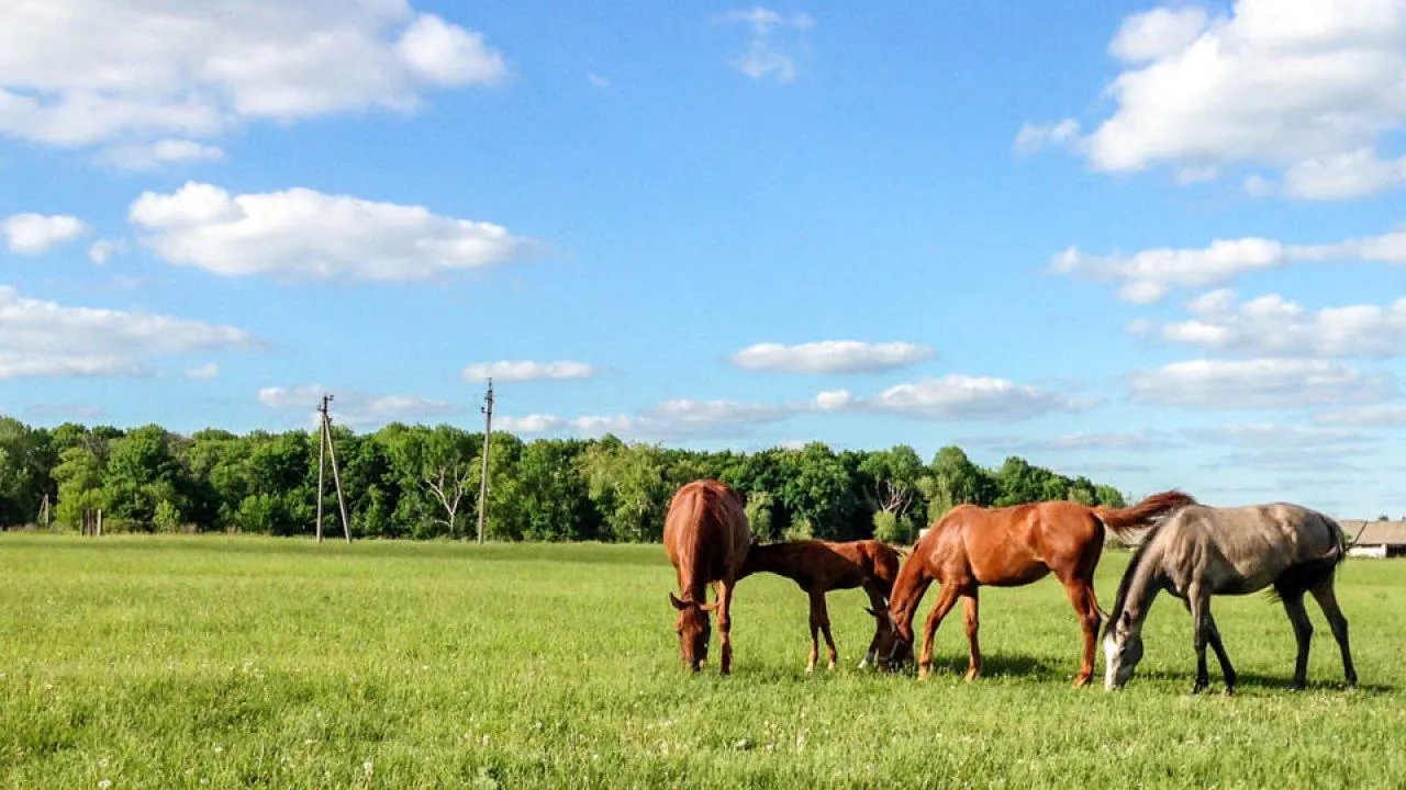 REGIONS/Роман Малышенко