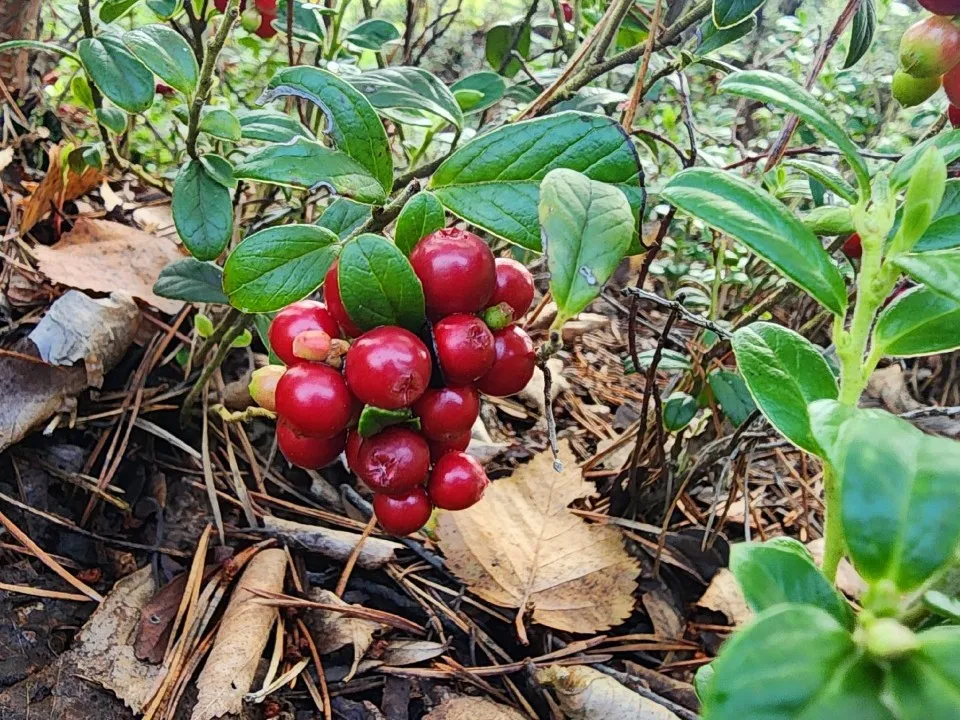 Фото: МедиаБанк Подмосковья/Михаил Мартыненко