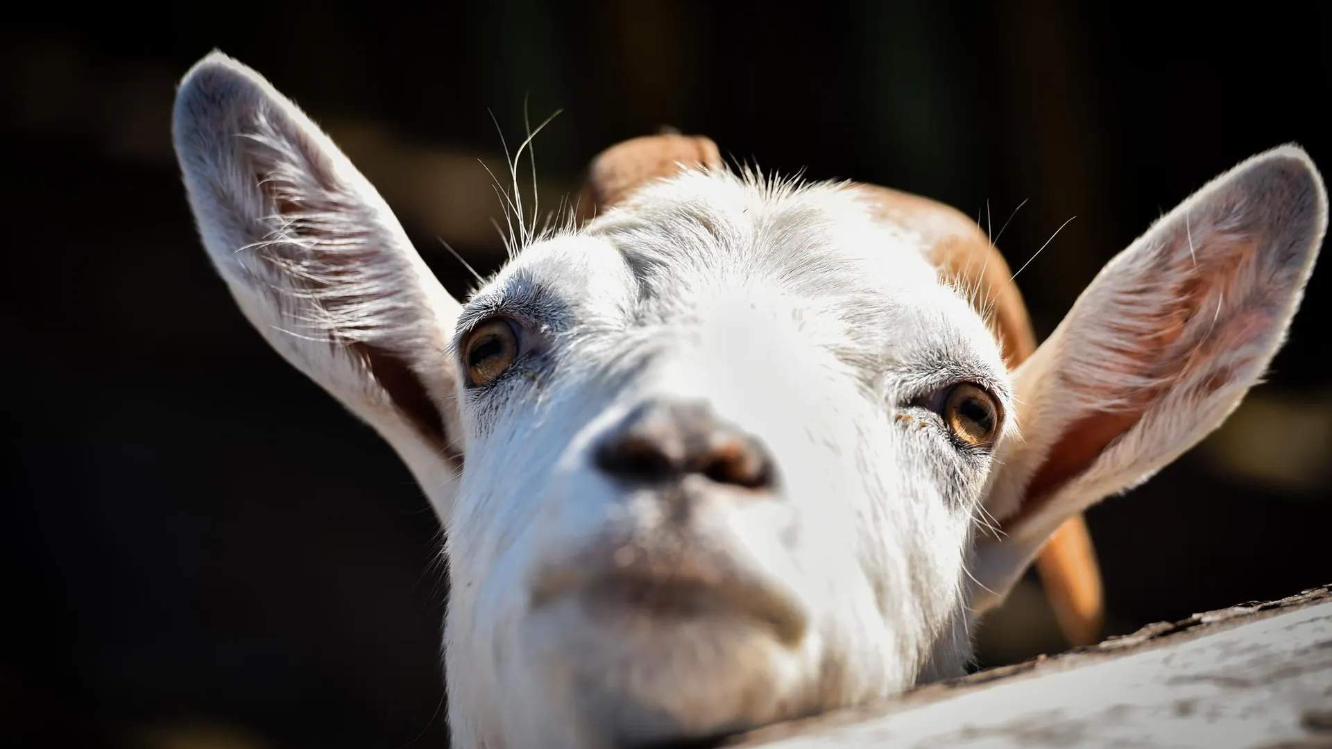 медиасток.рф