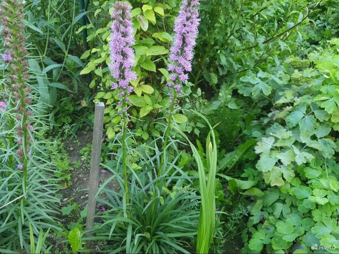 Фото: городская доска объявлений&nbsp;