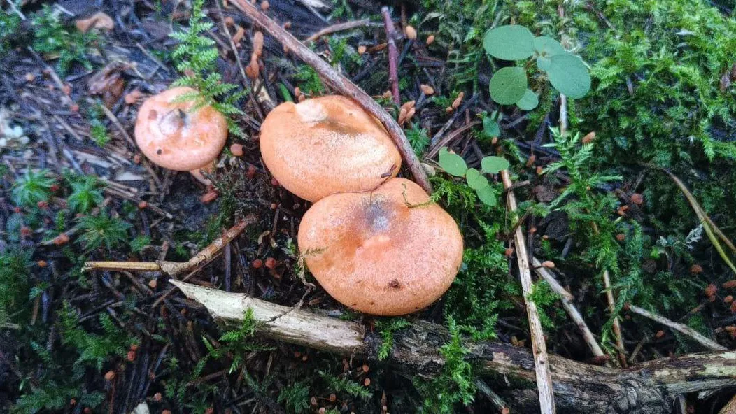 Мария Панина