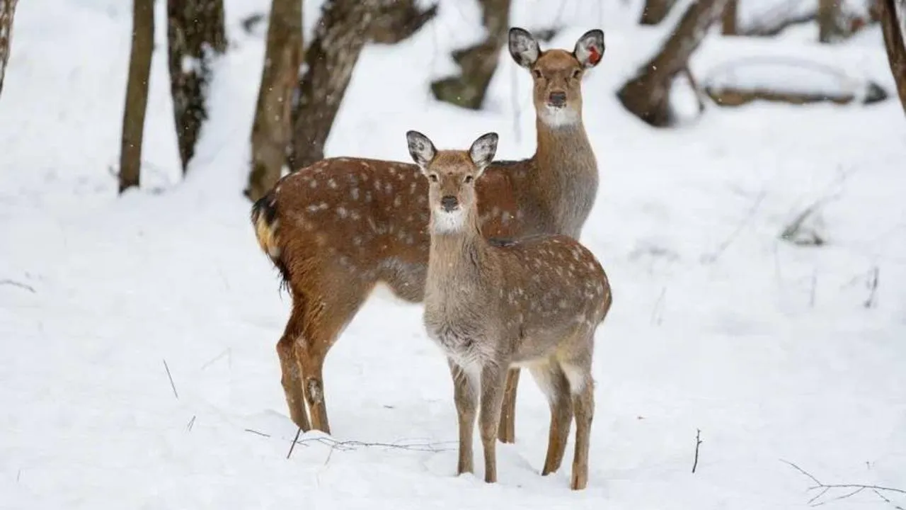 пресс-служба нацпарка "Лосиный остров"