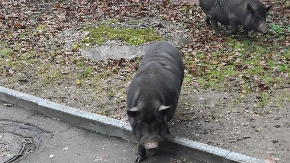 Фото: Администрация городского округа Истра / ВКонтакте