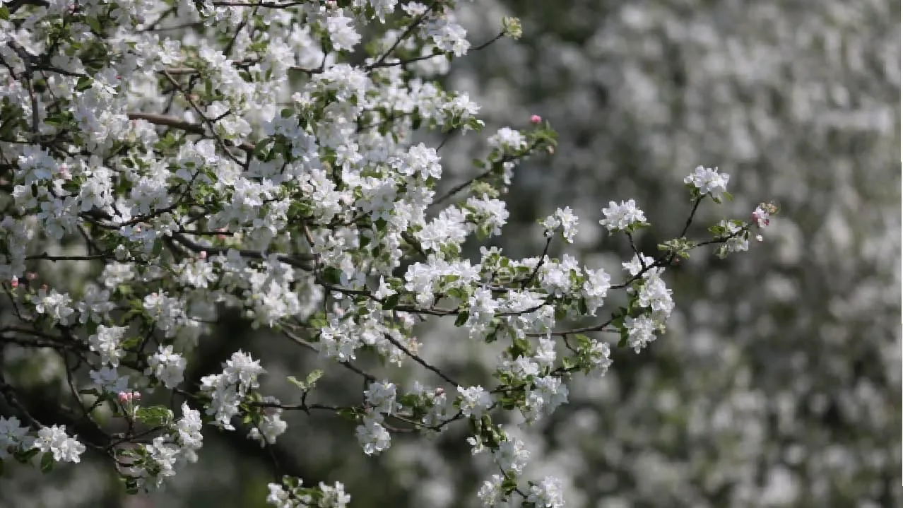 На улицах Омска не нашли более 400 яблонь, приобретенных по контракту в 2023 году