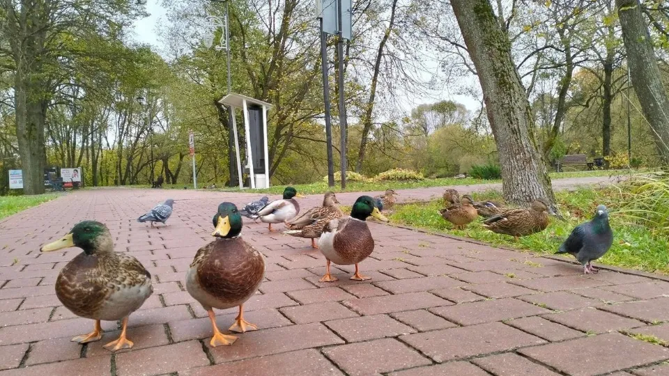 Фото: администрация м.о. Чехов