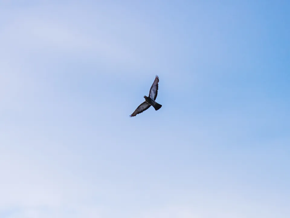 Фото: istockphoto.com/iiievgeniy