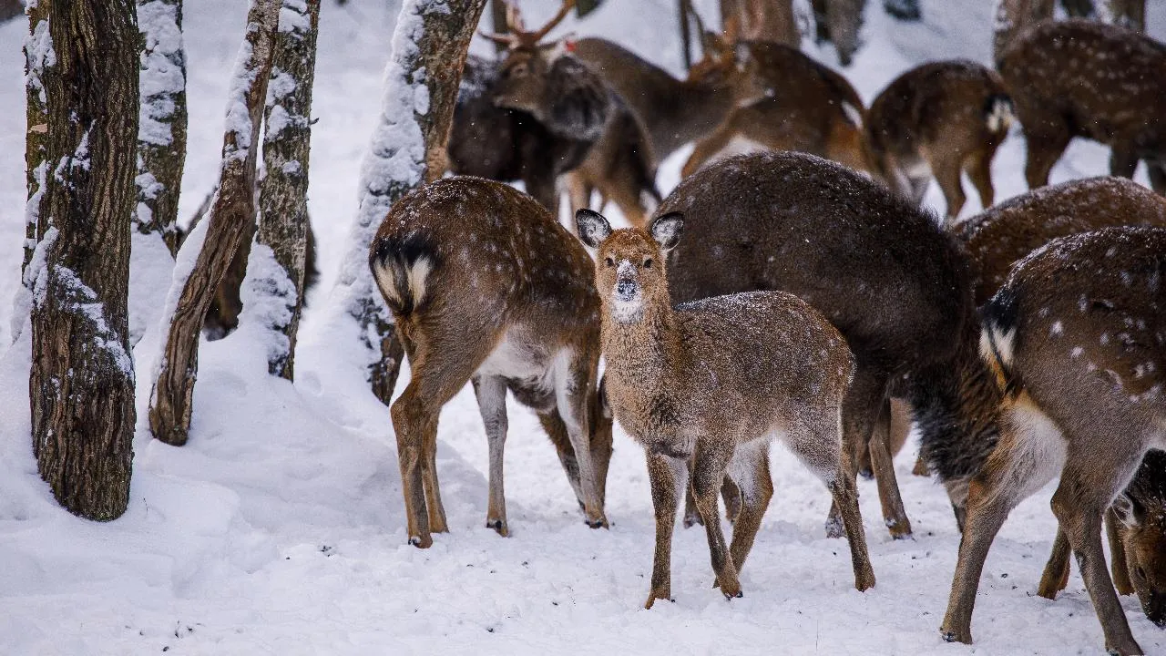 медиасток.рф