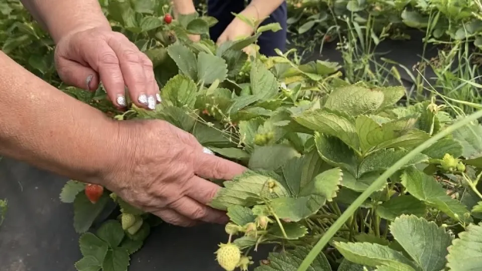 Фото: МедиаБанк Подмосковья/Юлия Лысихина
