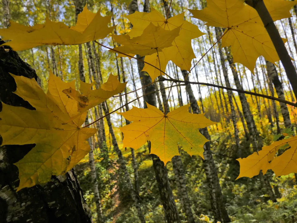 Фото: медиасток.рф