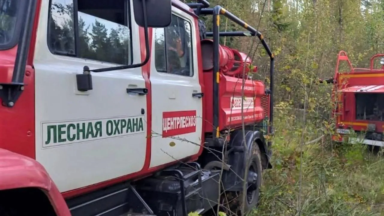Пять возгораний ликвидировали в лесах Подмосковья за один день