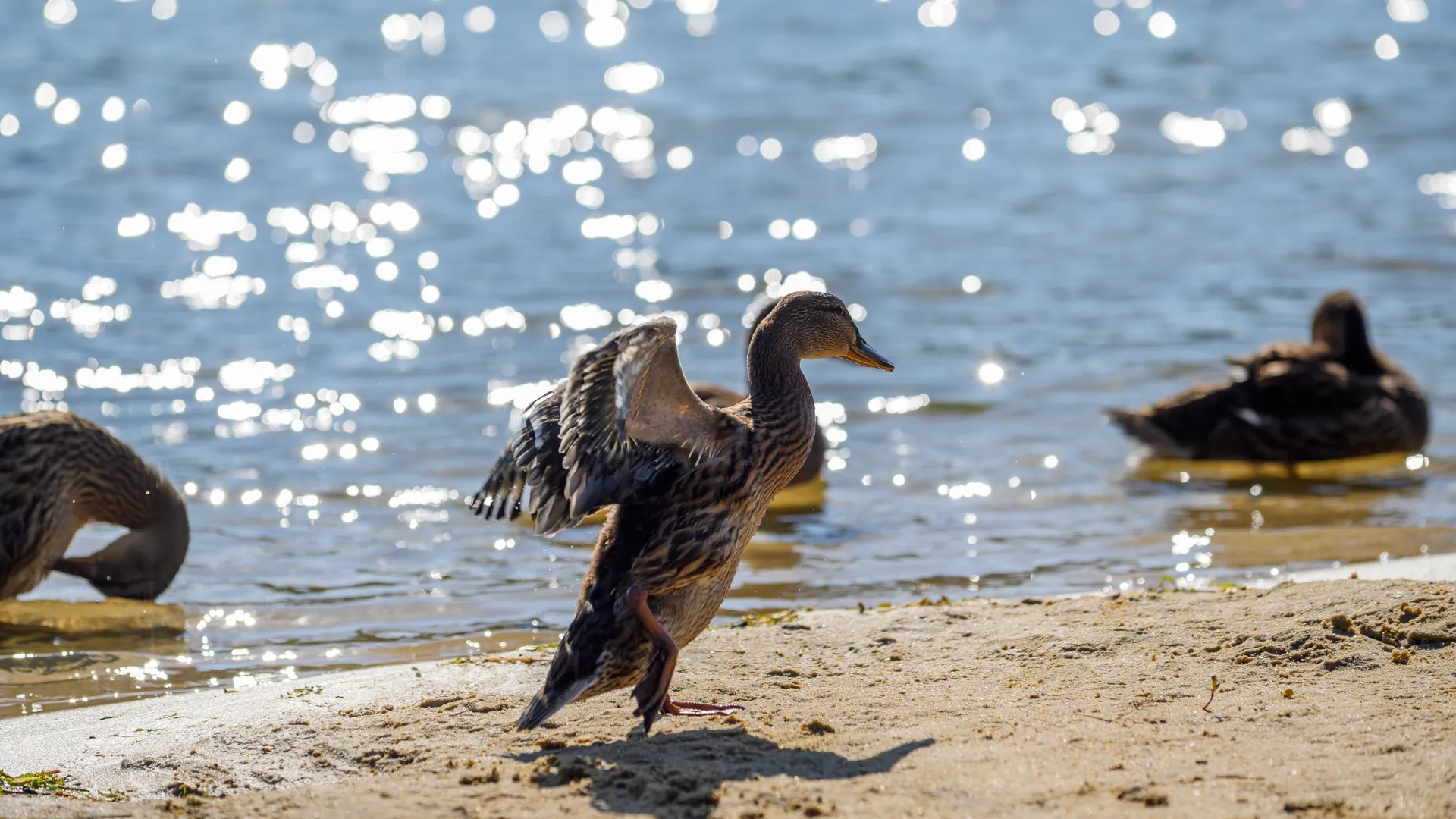 медиасток.рф