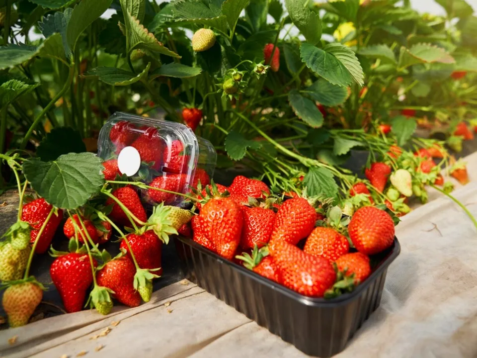 Фото: freepik.com