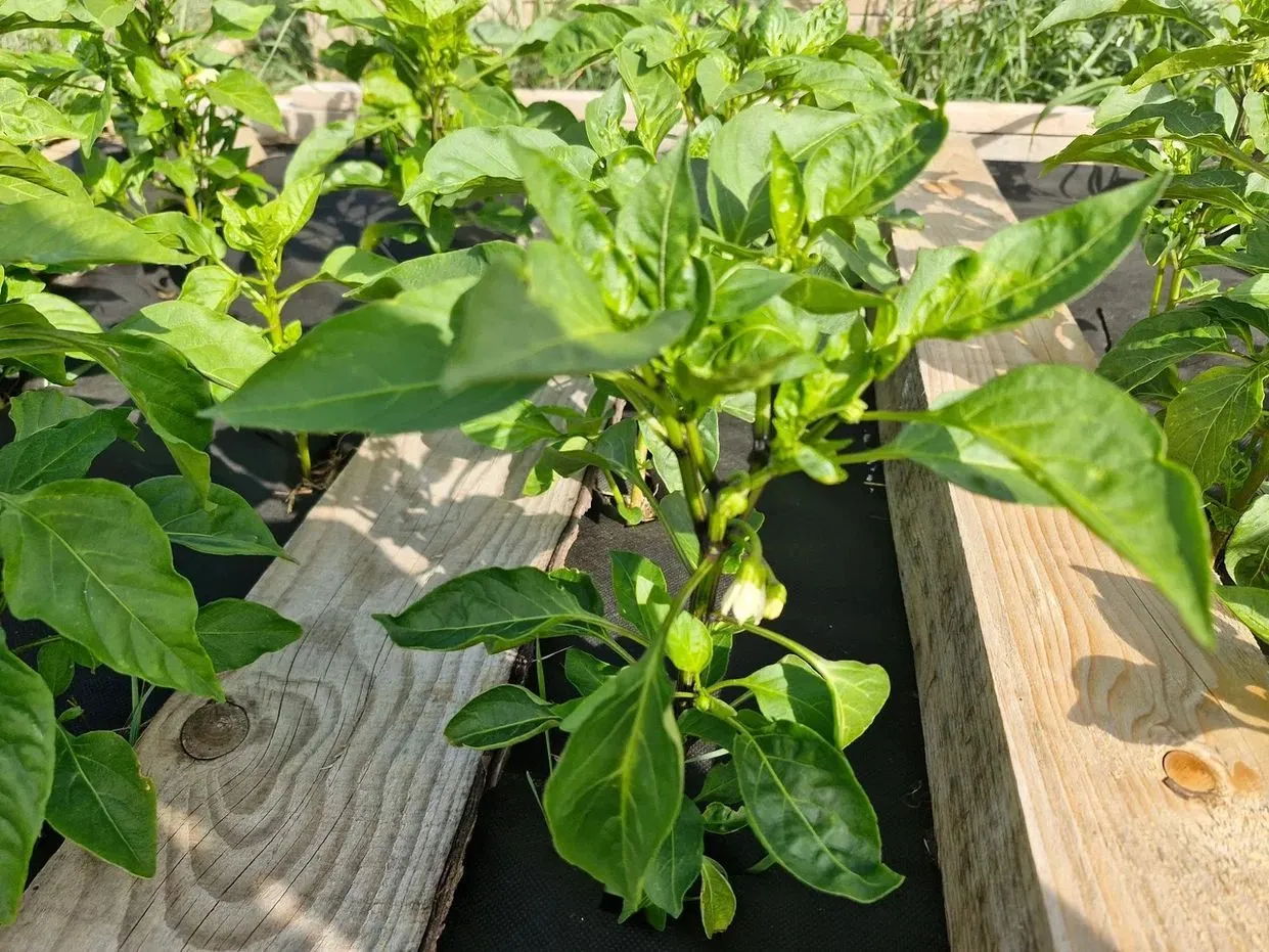 REGIONS/Наталия Надточая