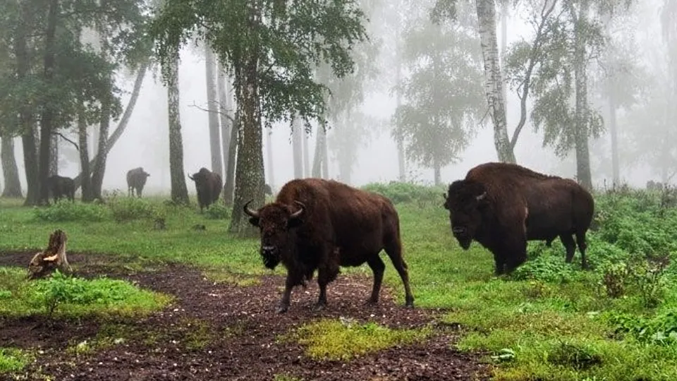 Фото: соцсети