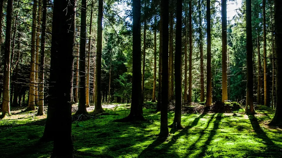 Фото: pxhere.com