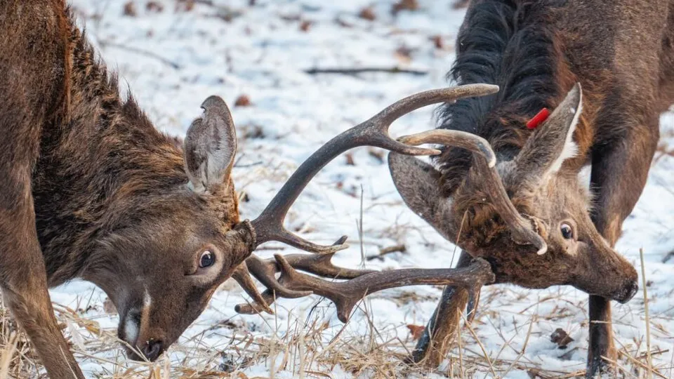 Фото: пресс-служба нацпарка «Лосиный остров»