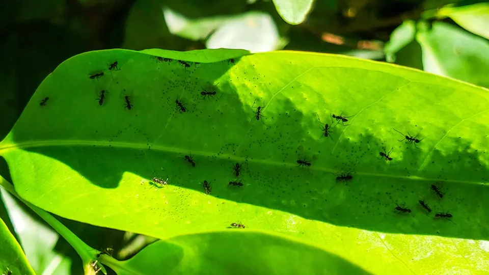 Фото: istockphoto.com/Biastya Adhigana