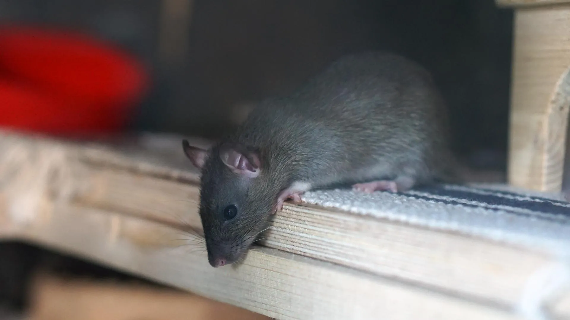 Фото: pxhere.com