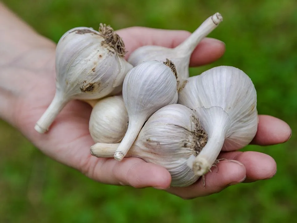 Фото: istockphoto.com/ganchar