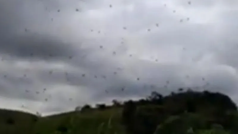 В Бразилии местные жители увидели необычный «дождь из пауков»