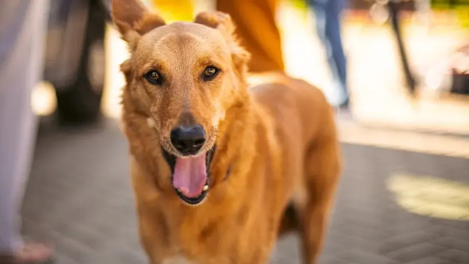 Фото: Министерство сельского хозяйства и продовольствия Московской области