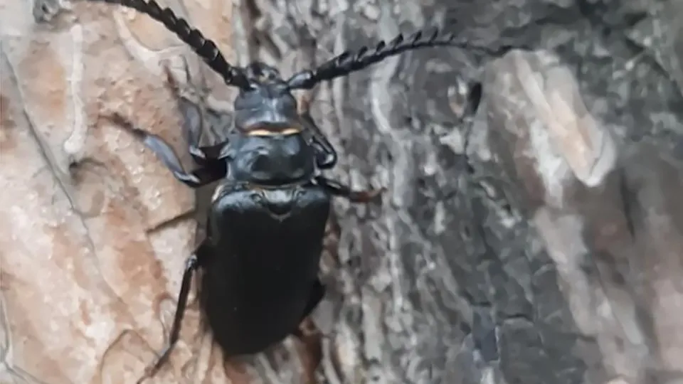 Фото: youtube.com/NoFuture