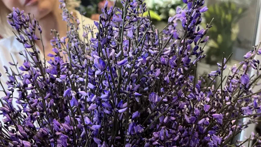 Анна Тюрюмина