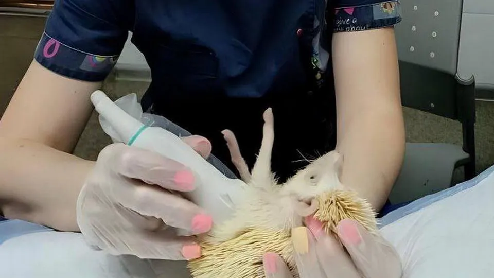 Фото: пресс-служба Министерства сельского хозяйства и продовольствия Московской области