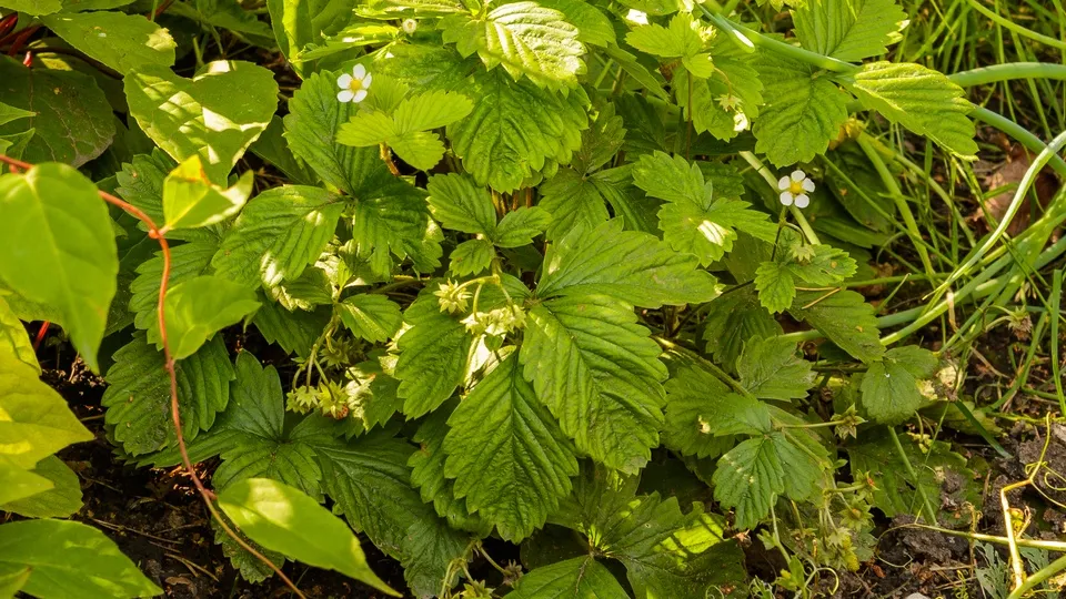 Фото: медиасток.рф