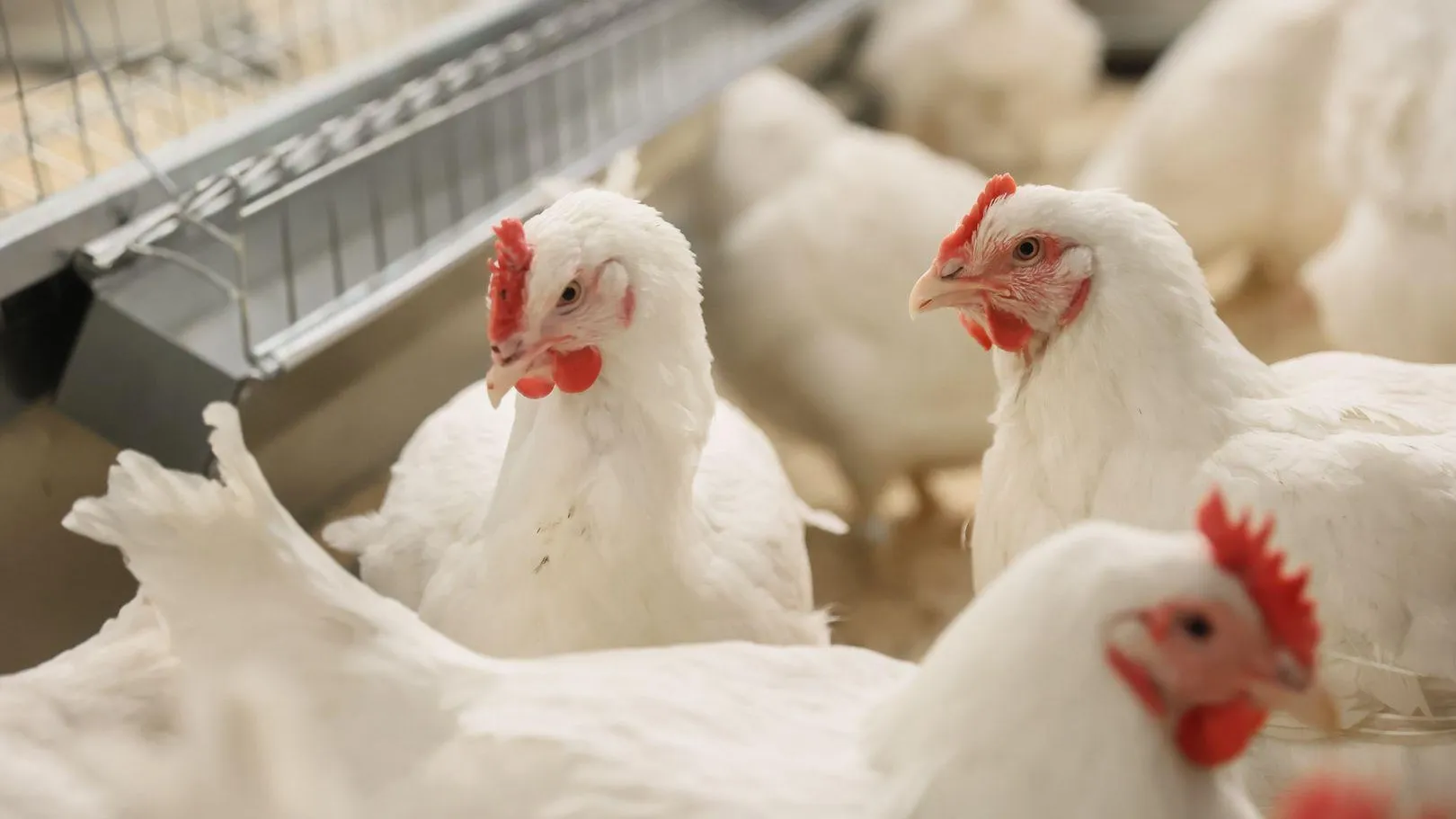 медиасток.рф