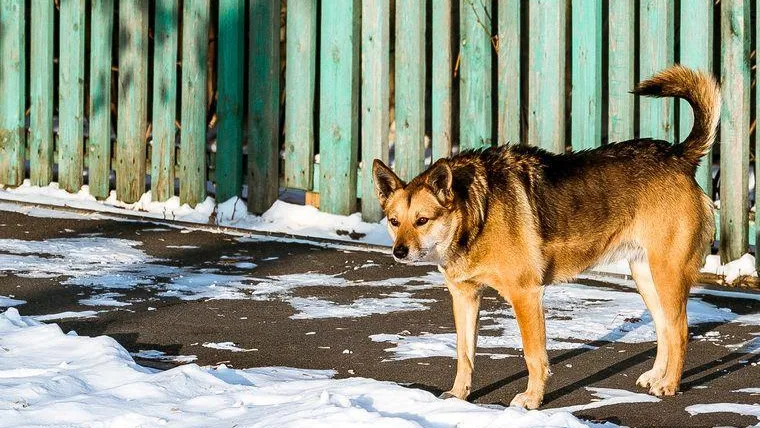 В Нижнем Тагиле стая собак держит в страхе целый микрорайон
