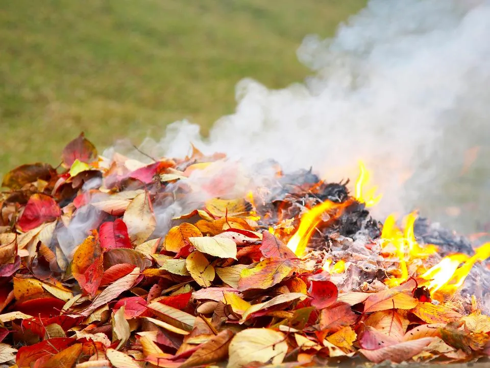 Штрафы до 30 тыс. рублей: как правильно сжигать опавшую листву на дачном участке