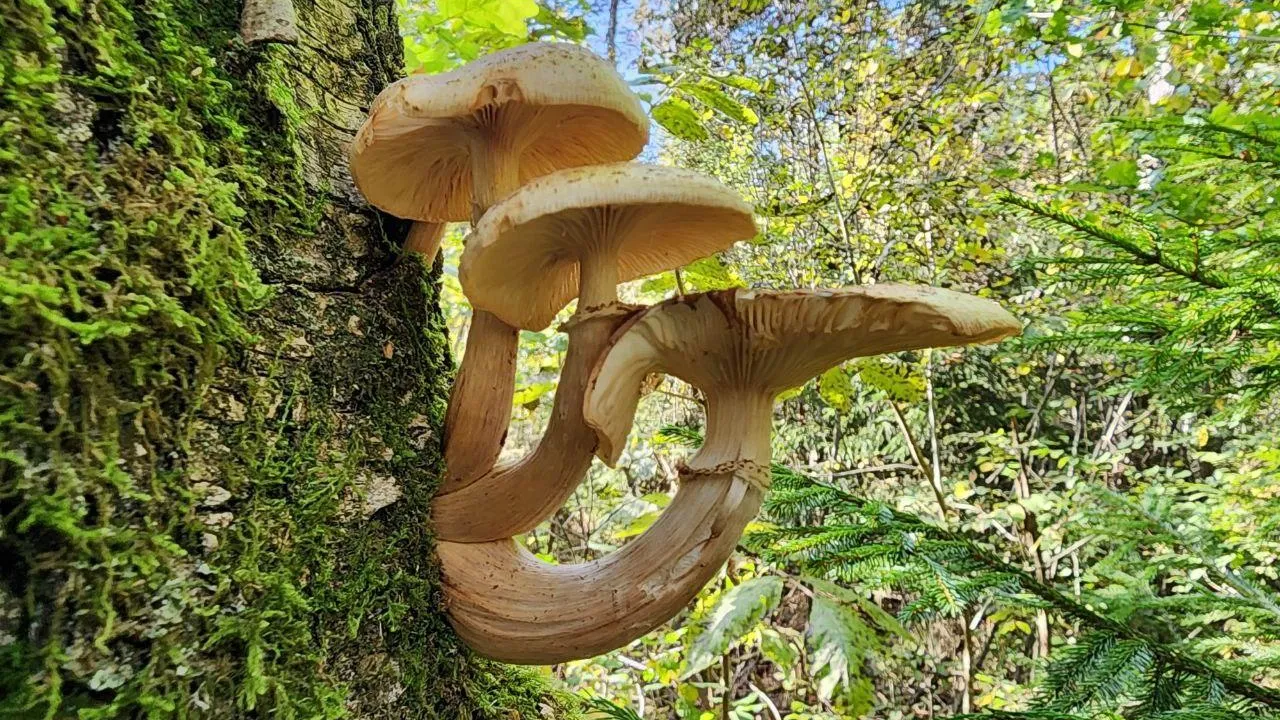 Валерия Тингаева