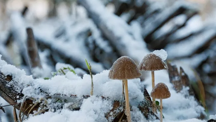 Фото: медаисток.рф