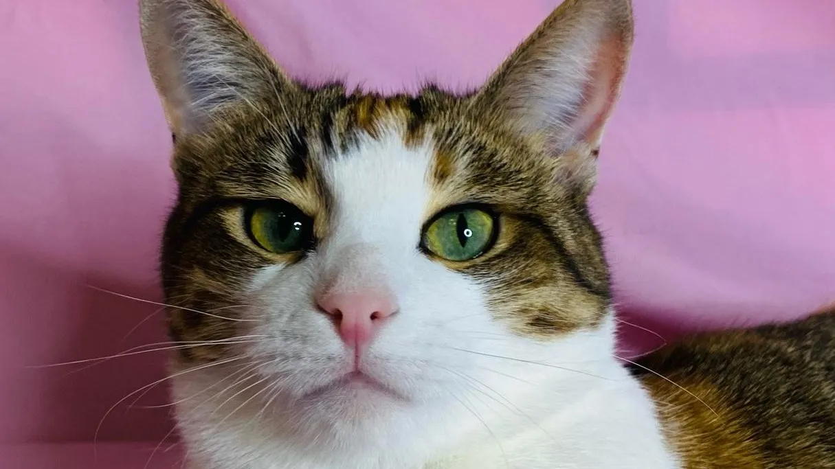 Фото: ЗооКрасногорск. Потеряшки. Помощь животным / ВКонтакте