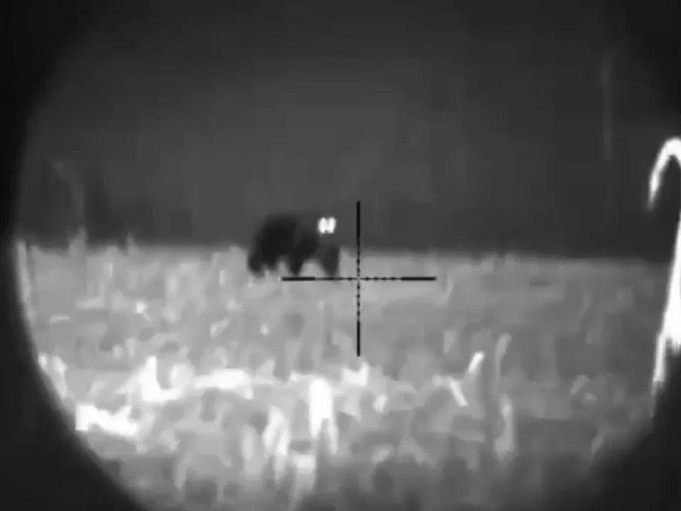 Медведь снятый с помощью прибора ночного видения. Фото: REGIONS