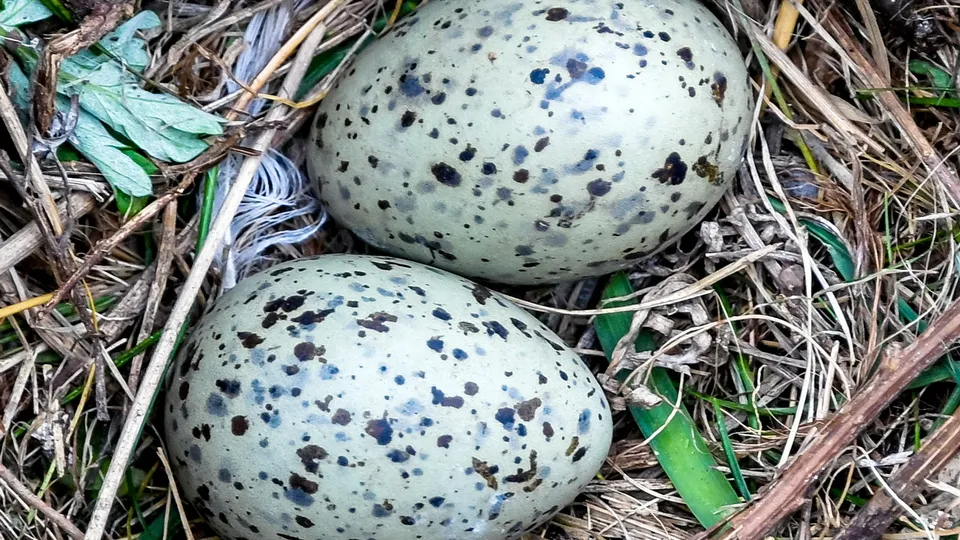 Фото: ТАСС/Юрий Смитюк