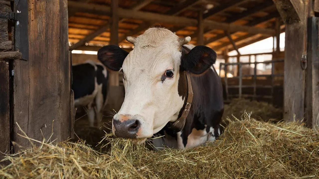 REGIONS/Сгенерировано нейросетью